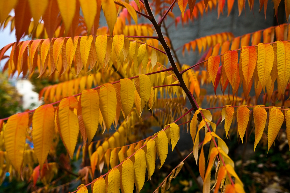 Automne - Parc de Valency