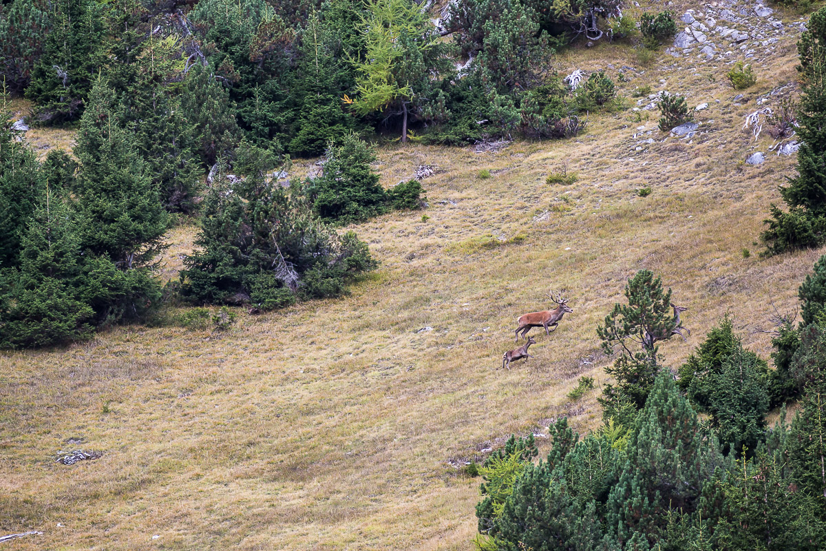 Brame du cerf