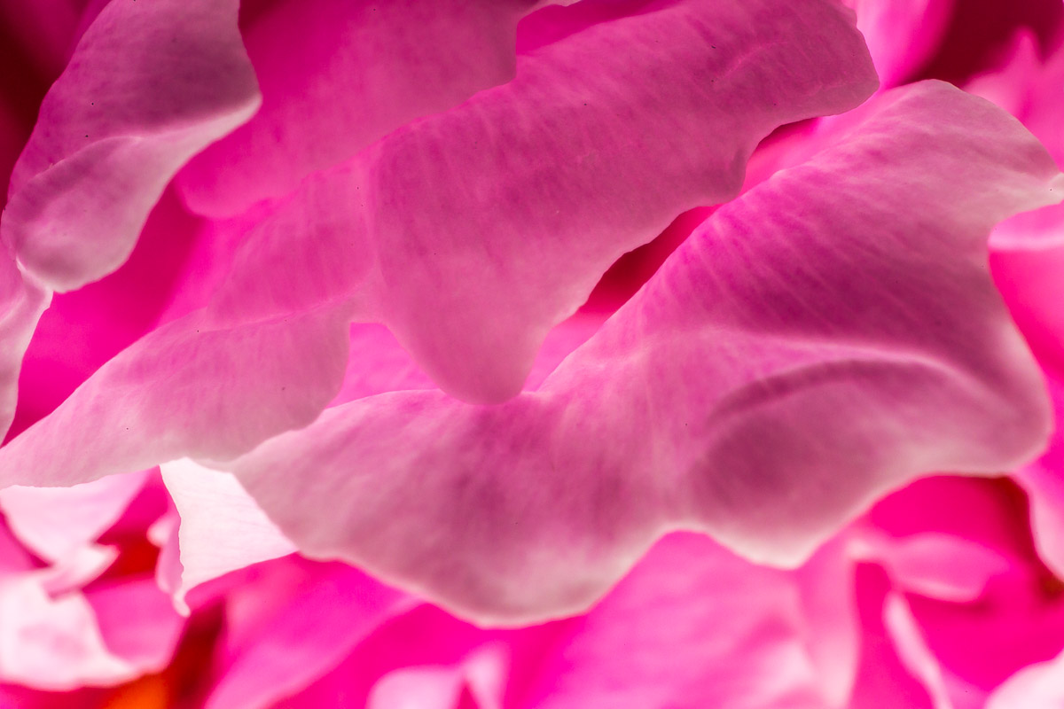 Macro (Reversed Lens)