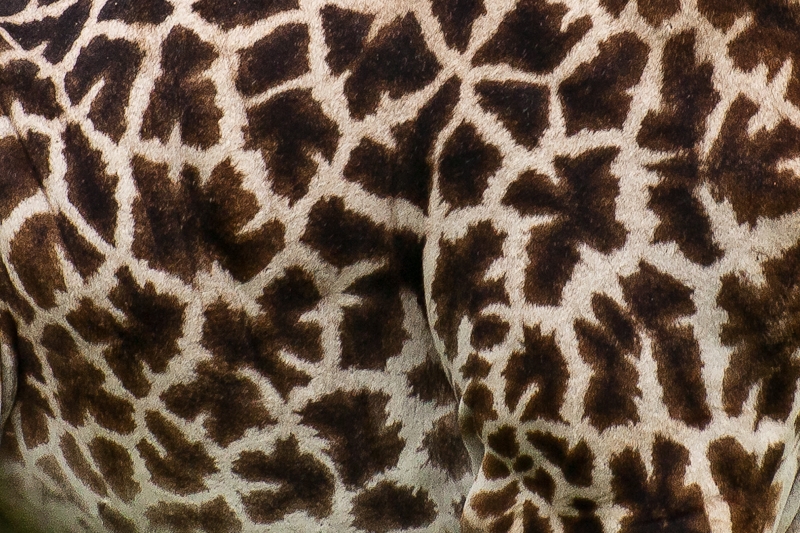 Mikumi National Park