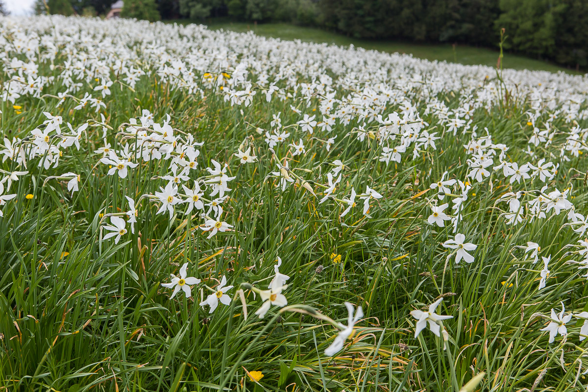 Neige de Mai (2)
