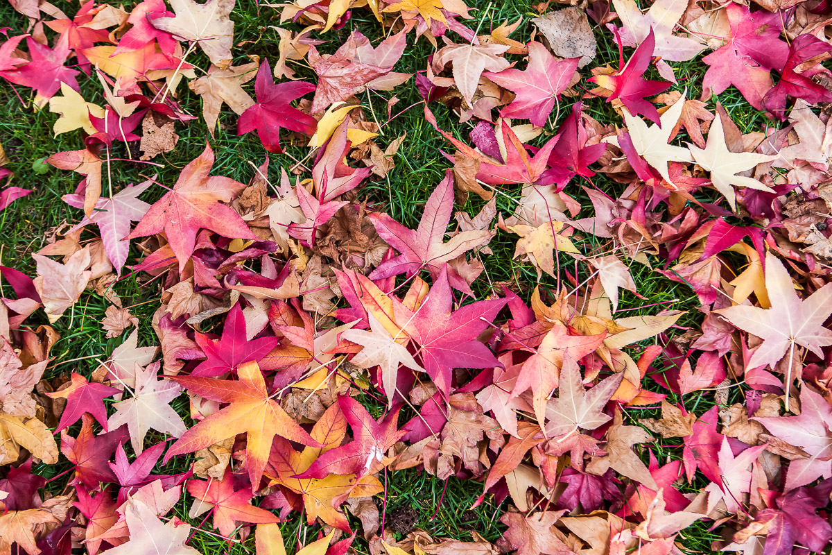 Otoño en Ouchy