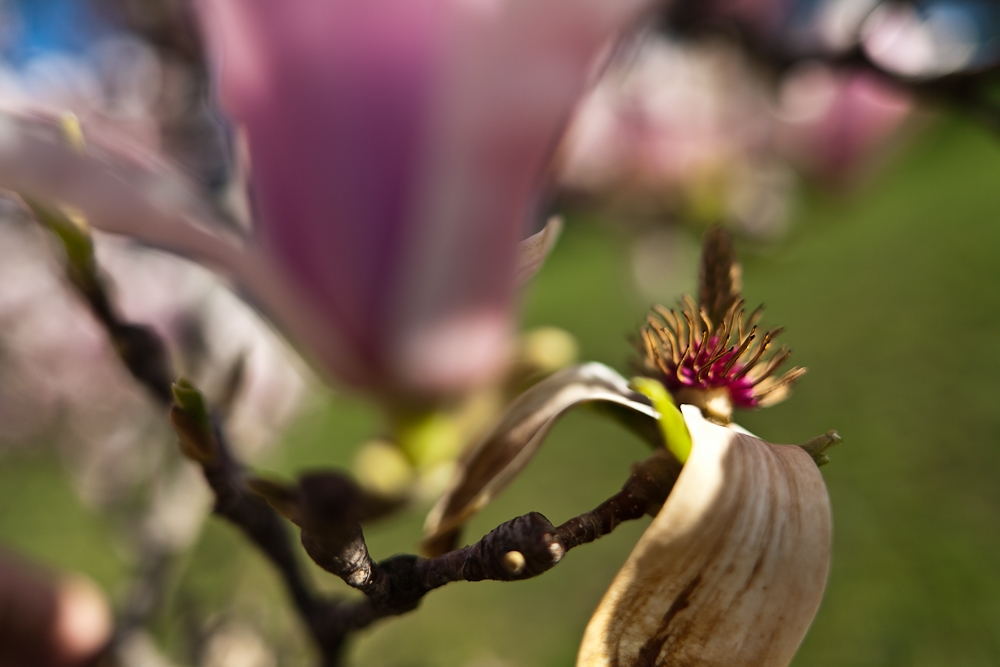 Primavera en Lausana