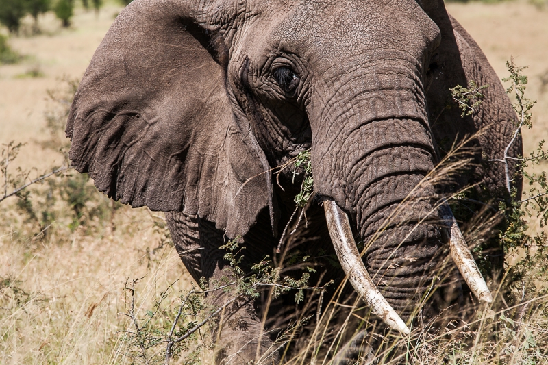 Serengeti