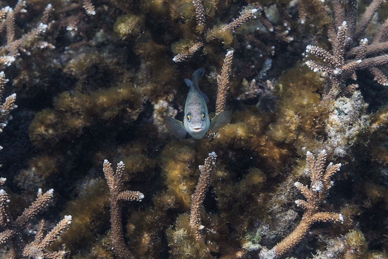 Snorkeling at Mbudya (2)