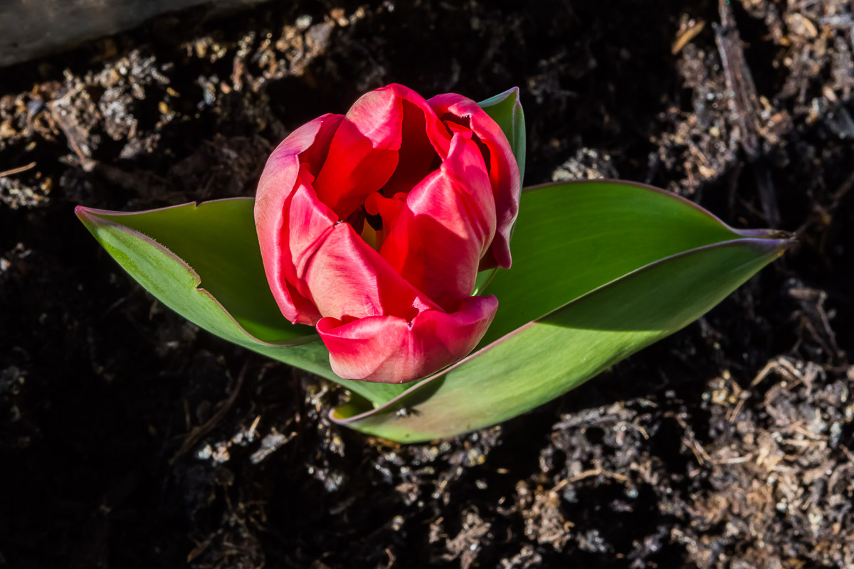 Primavera