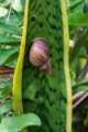 Date: Friday, April 26, 2013 Focal length: 300.0 Shutter: 1/125 Aperture: F/10.0 ISO: 500 