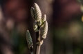 Date: Sunday, June 02, 2013 Focal length: 210.0 Shutter: 1/400 Aperture: F/5.6 ISO: 250 