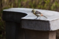 Date: Sunday, June 02, 2013 Focal length: 300.0 Shutter: 1/320 Aperture: F/5.6 ISO: 160 